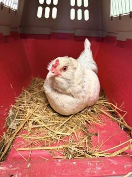 Chicken Birds Available for Adoption in Santa Cruz, California - SPECK | PetCurious