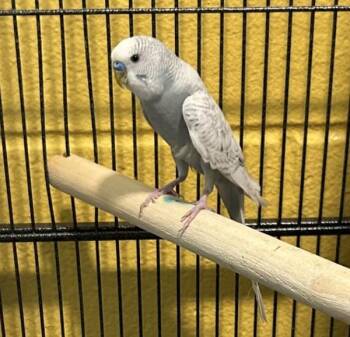 John -  Parakeet Bird Available for Adoption in Golden, Colorado - John | PetCurious