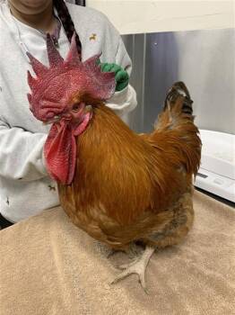 Chicken Birds Available for Adoption in Fairbanks, Alaska - MALINSKI | PetCurious