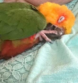 Conure Birds Available for Adoption in Ballwin, Missouri - Velcro | PetCurious