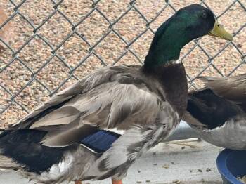 DUCK NORRIS -  Duck Bird for Adoption in Pueblo, Colorado - DUCK NORRIS | PetCurious