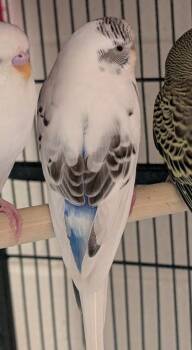 Budgie Budgerigar Birds Available for Adoption in Fairfax, Virginia - Manticore | PetCurious