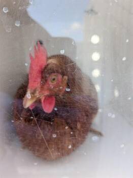 Chicken Birds Available for Adoption in Ontario, California - A008383 | PetCurious