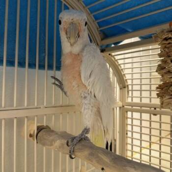 Cockatoo Birds Available for Adoption - Prince (ID 50875/1040) | PetCurious