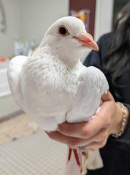 Pearl -  Dove Bird for Adoption in Fall River, Massachusetts - Pearl | PetCurious