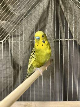 Loop -  Parakeet Bird for Adoption in Vancouver, British Columbia - Loop | PetCurious