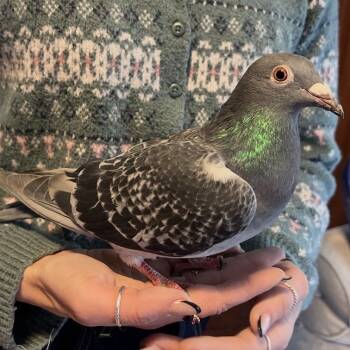 Horatio -  Pigeon Bird for Adoption in Chicago, Illinois - Horatio | PetCurious