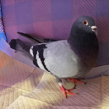 Pigeon Birds Available for Adoption in Chicago, Illinois - Noco | PetCurious