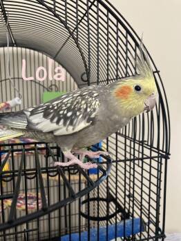 Lola -  Cockatiel Bird for Adoption in Temple Terr, Florida - Lola | PetCurious