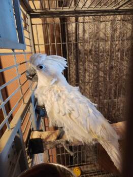 Chewey -  Cockatoo Bird for Adoption in Pittsburgh, Pennsylvania - Chewey | PetCurious