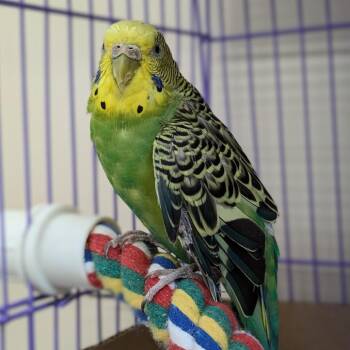 Bernadette -  Parakeet Bird Available for Adoption in Kanab, Utah - Bernadette | PetCurious