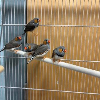 APOLLO -  Finch Bird for Adoption in Boston, Massachusetts - APOLLO | PetCurious