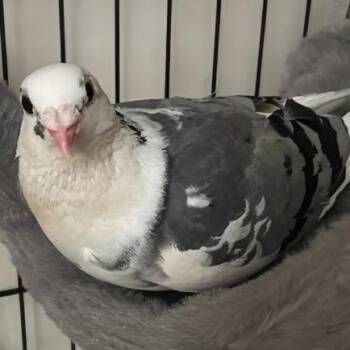 Pigeon Birds Available for Adoption in Chicago, Illinois - Pizzelle  | PetCurious