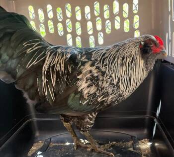 Popeye -  Chicken Bird for Adoption in Golden, Colorado - Popeye | PetCurious