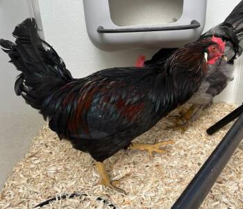 Poe -  Chicken Bird for Adoption in Golden, Colorado - Poe | PetCurious