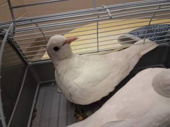 PETAL -  Dove Bird for Adoption in Colorado Springs, Colorado - PETAL | PetCurious