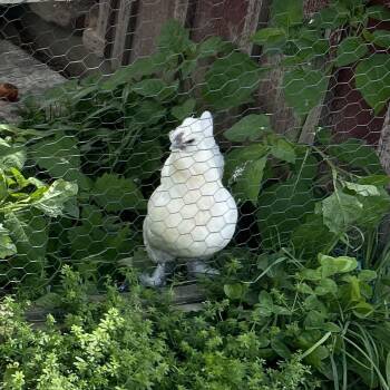 Hope -  Chicken Bird for Adoption in Quakertown, Pennsylvania - Hope | PetCurious
