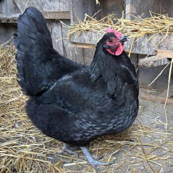 Chicken Birds Available for Adoption - Persephone | PetCurious