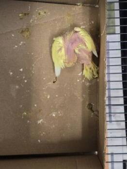 Budgie Budgerigar Birds Available for Adoption - Banana Bread | PetCurious