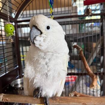 Hamilton -  Cockatoo Bird for Adoption in Quakertown, Pennsylvania - Hamilton | PetCurious