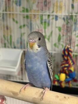 4 -  Parakeet Bird for Adoption in Montreal, Quebec - 4 | PetCurious
