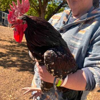 Chicken Birds Available for Adoption in Nampa, Idaho - Buckbeak | PetCurious