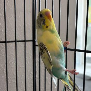 Poppy Seed -  Parakeet Bird for Adoption in West Des Moines, Iowa - Poppy Seed | PetCurious