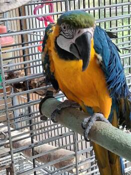 Skylar -  Macaw Bird for Adoption in Delhi, New York - Skylar | PetCurious