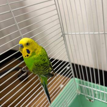Kiwi -  Parakeet Bird for Adoption in Quakertown, Pennsylvania - Kiwi | PetCurious