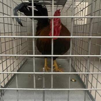 Chicken Birds Available for Adoption in Las Vegas, Nevada - ALFREDO | PetCurious