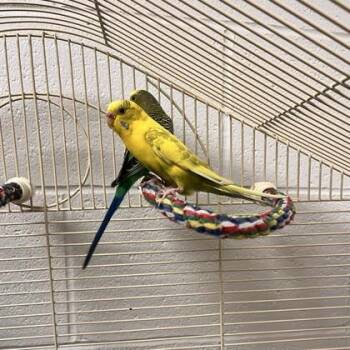 Parakeet #27 -  Parakeet Bird for Adoption in Wheaton, Illinois - Parakeet #27 | PetCurious