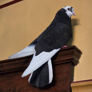 Cowgirl -  Pigeon Bird for Adoption in Chicago, Illinois - Cowgirl | PetCurious