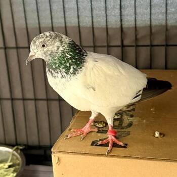 Pigeon Birds Available for Adoption in Leesburg, Virginia - MABLE | PetCurious