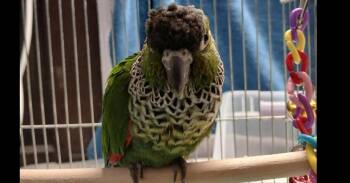 Sugar -  Conure Bird for Adoption in Pittsburgh, Pennsylvania - Sugar | PetCurious