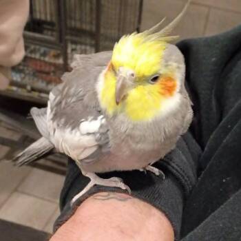 Cockatiel Birds Available for Adoption in Pittsburgh, Pennsylvania - Gustavo   BTR | PetCurious