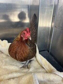 *BITSY -  Chicken Bird for Adoption in Woodland, California - *BITSY | PetCurious