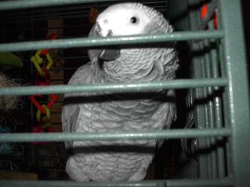 Isabelle -  African Grey Bird for Adoption in Dunmore, Pennsylvania - Isabelle | PetCurious