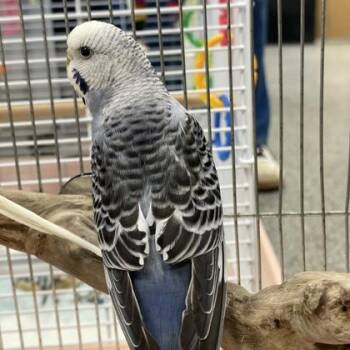Lexicon -  Parakeet Bird for Adoption in Lowell, Massachusetts - Lexicon | PetCurious