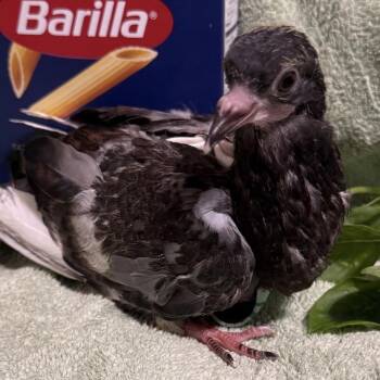 Pesto Pasta (local Midwest adoption only) -  Pigeon Bird for Adoption in Chicago, Illinois - Pesto Pasta (local Midwest Adoption Only) | PetCurious