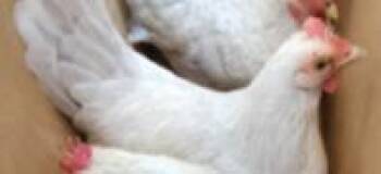 1-4 -  Chicken Bird for Adoption in San Antonio, Texas - 1-4 | PetCurious