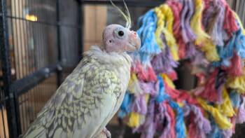 Cockatiel Birds Available for Adoption in Hinckley, Illinois - Tweety And Sylvester | PetCurious