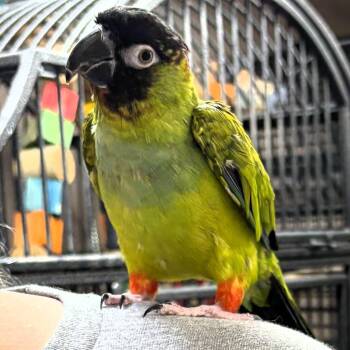 Hei Hei -  Conure Bird for Adoption in Lenexa, Kansas - Hei Hei | PetCurious