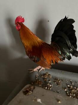 Chicken Birds Available for Adoption - Colton (ID 50334) | PetCurious