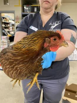 A303805 -  Chicken Bird for Adoption in Anchorage, Alaska - A303805 | PetCurious