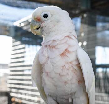 Rodan -  Cockatoo Bird for Adoption in Elizabeth, Colorado - Rodan | PetCurious