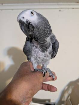 Upcoming George The Feather Plucked African Grey Known to like M -  African Grey Bird for Adoption in Vancouver, Washington - Upcoming George The Feather Plucked African Grey Known To Like M | PetCurious