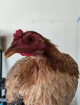Chicken Birds Available for Adoption in Albuquerque, New Mexico - HENNIFER LOPEZ | PetCurious