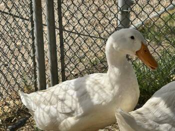 ROGER -  Duck Bird for Adoption in Pueblo, Colorado - ROGER | PetCurious