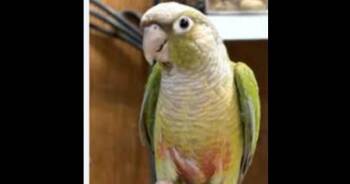 Conure Birds Available for Adoption in Pittsburgh, Pennsylvania - Taz | PetCurious
