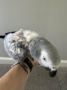 Grady -  African Grey Bird Available for Adoption in Pittsburgh, Pennsylvania - Grady | PetCurious